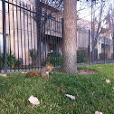 Fox squirrel