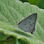 Ziba Groundstreak
