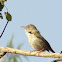 Common Tailorbird