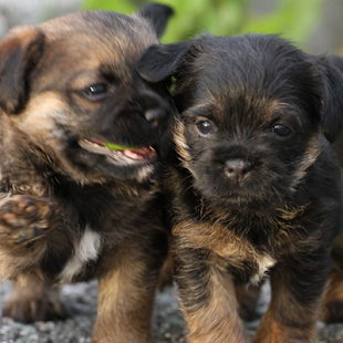 How to install Border Terrier 1.03 apk for pc