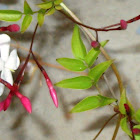Rose bud Jasmine