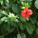 Roselle