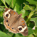 Common buckeye butterfly
