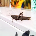 Locust