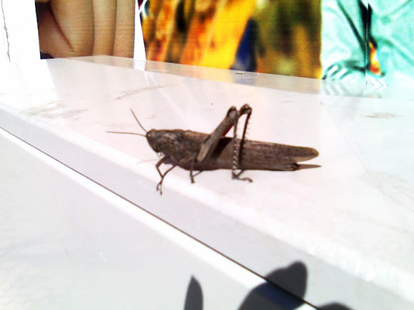 Spotting Image 1