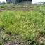 Barley - cover crop