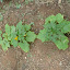 snirtty's Yellow squash
