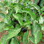 Purple peppers