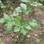 Okra