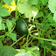 Pumpkins