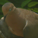 mourning dove