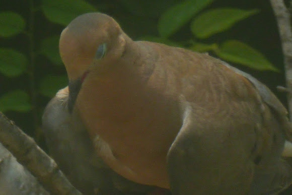 Spotting Image 1