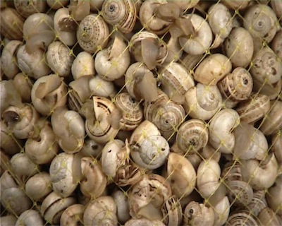 snails_02 1.jpg