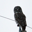 Great Grey Owl