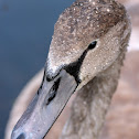 jonge knobbelzwaan (Cygnus olor)