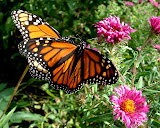 DSCF0024.JPG