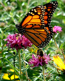 DSCF0063.JPG