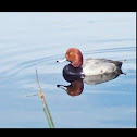 Redhead Duck