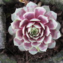 Common Houseleek