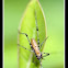 Scudder's Bush Katydid (nymph)