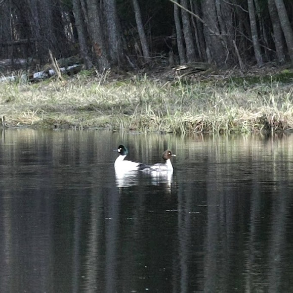 Spotting Image 1