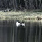 Eurasian goldeneye