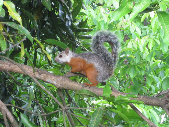 Spotting Image 1