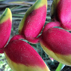 Heliconia pendula