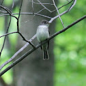 Eastern Wood-Pewee