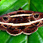 Moth