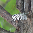 Giant Leopard Moth