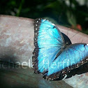 Blue Morpho