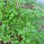 Blue Porterweed