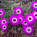 Purple Flowers