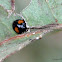Ashy Gray Lady Beetle