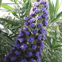 Pride of Madeira 