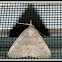 Morbid Owlet Moth