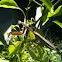 Mantis
