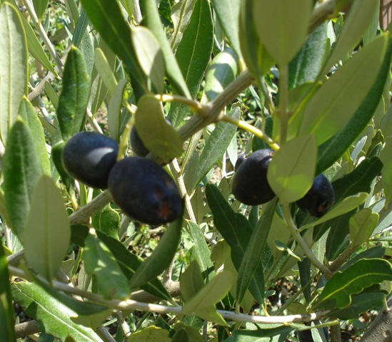 [ripe olives_1_1_1[3].jpg]