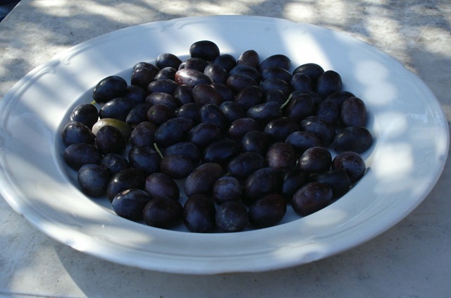 [olives harvested_1_1[3].jpg]