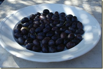 olives harvested_1_1