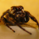 Jumper Spider