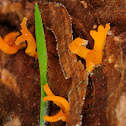 Small staghorn