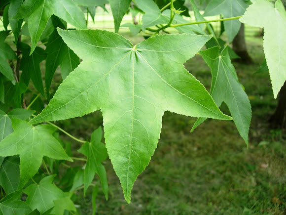 Spotting Image 1