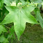 Liquidambar. Sweetgum