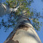 Red Gum (Eucalyptus)