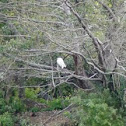 Little Egret