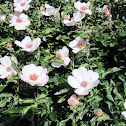 Dog rose
