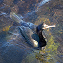 Brandt's Cormorant
