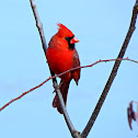Northern Cardinal